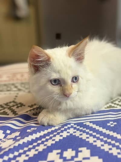 Beautiful 2 shaded Cat for Sale – Healthy & Friendly