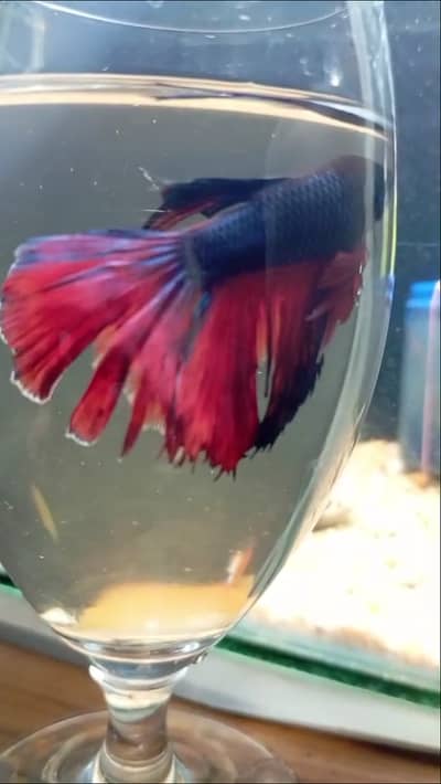 Betta male and imported Guppies