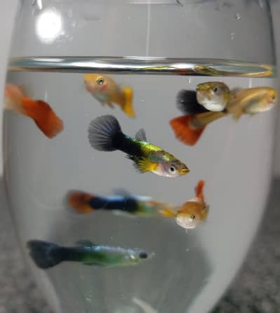 Betta male and imported Guppies