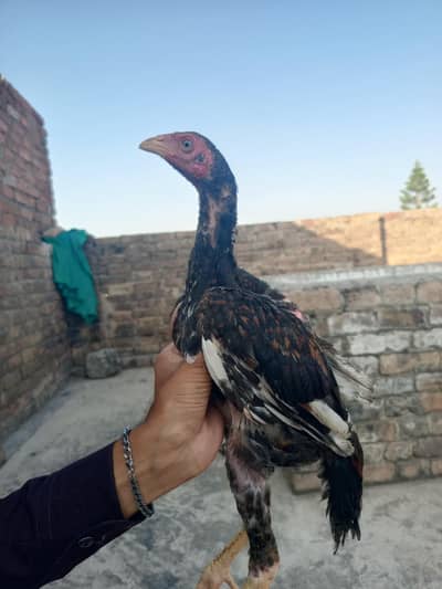 Aseel chaitra mianwali