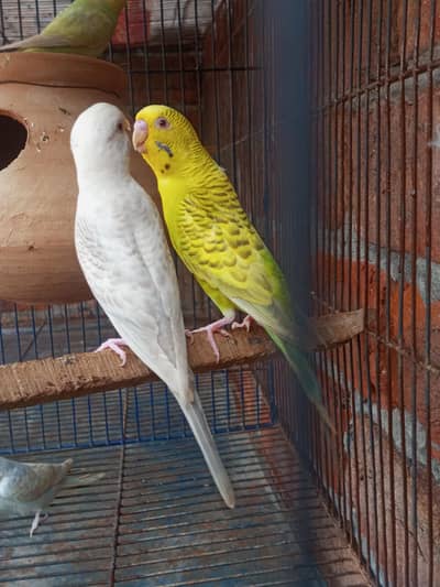 Lemon TCB  fellow breeder pair