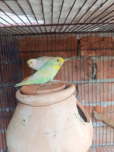 Rainbow breeder pair for sale for rainbow lovers WhatsApp 03462773683
