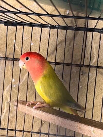 Rosycolli oplines breeder females for sale top quality