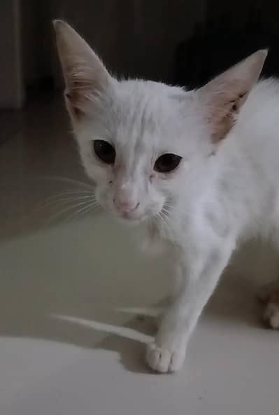 Cute Kitten need loving home  (double coat)