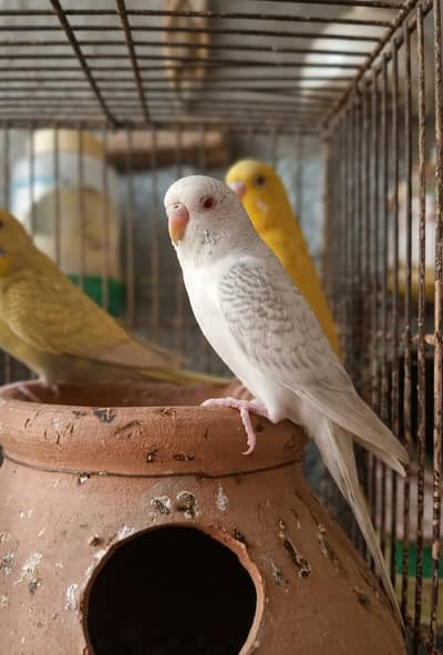 Mashallah TCB fellow male Rare bird only for true bird lovers
