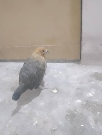 golden misri hens , 1100/piece