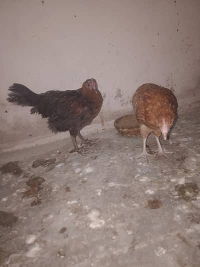 golden misri hens , 1100/piece