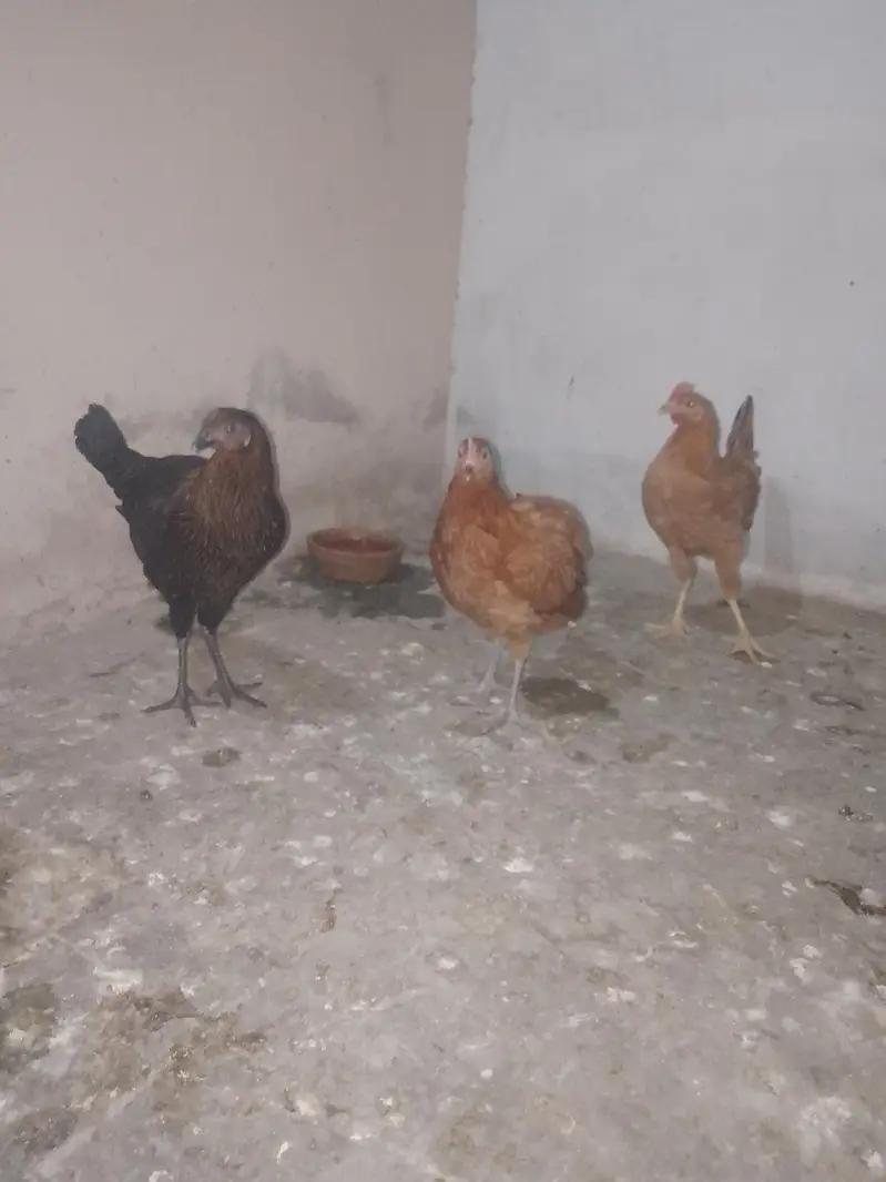 golden misri hens , 1100/piece — photo 4