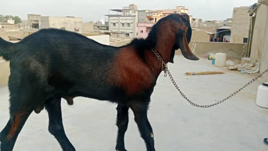"Healthy Betal Bakra for Sale"