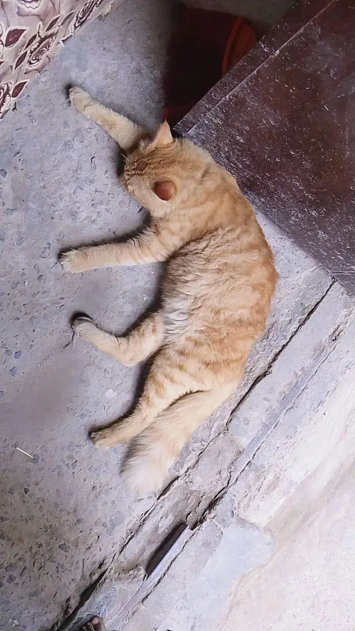 cat for sale — photo 2