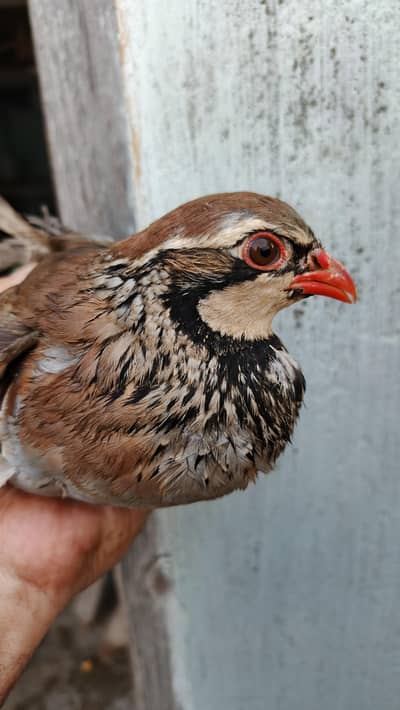 Masqat female chakor and French male chakor