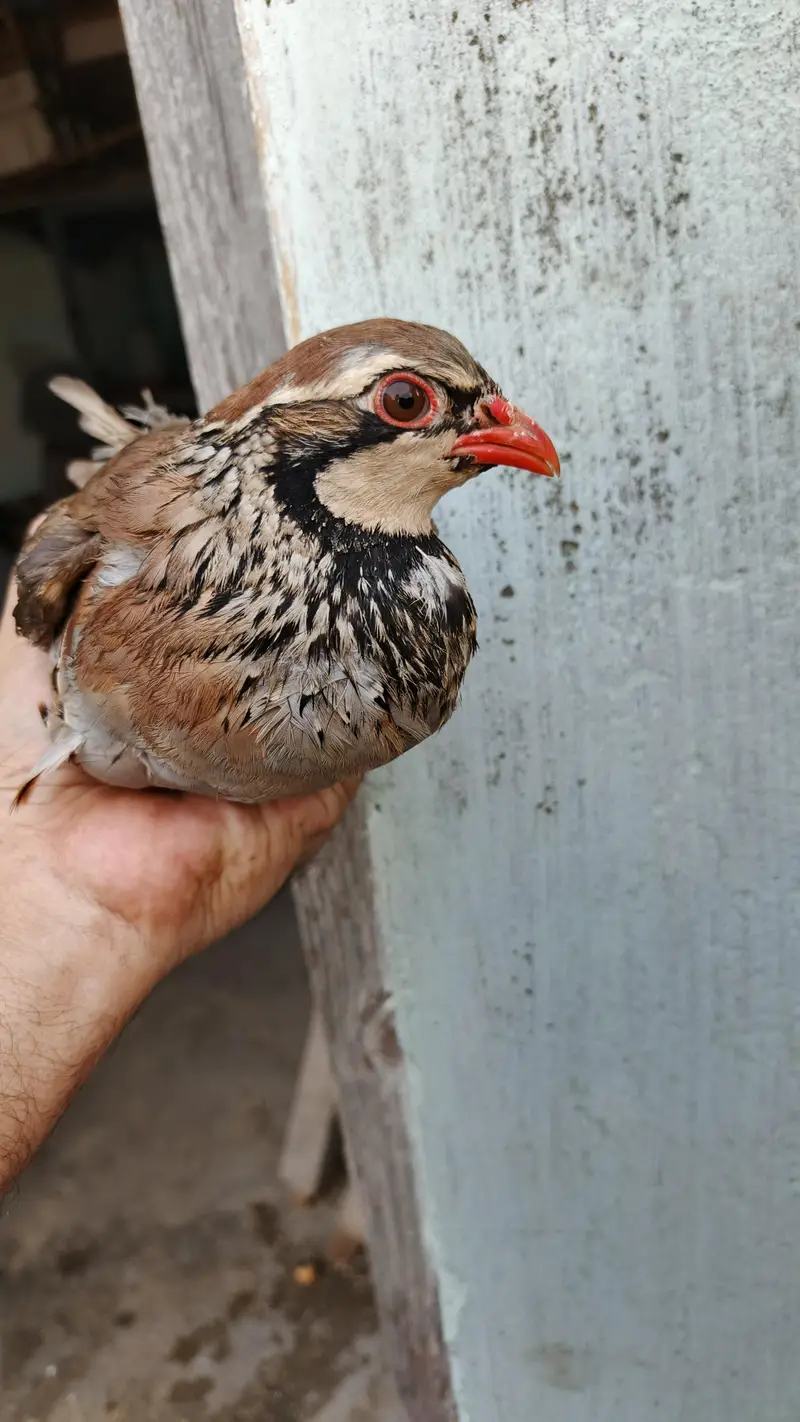 Masqat female chakor and French male chakor — photo 2