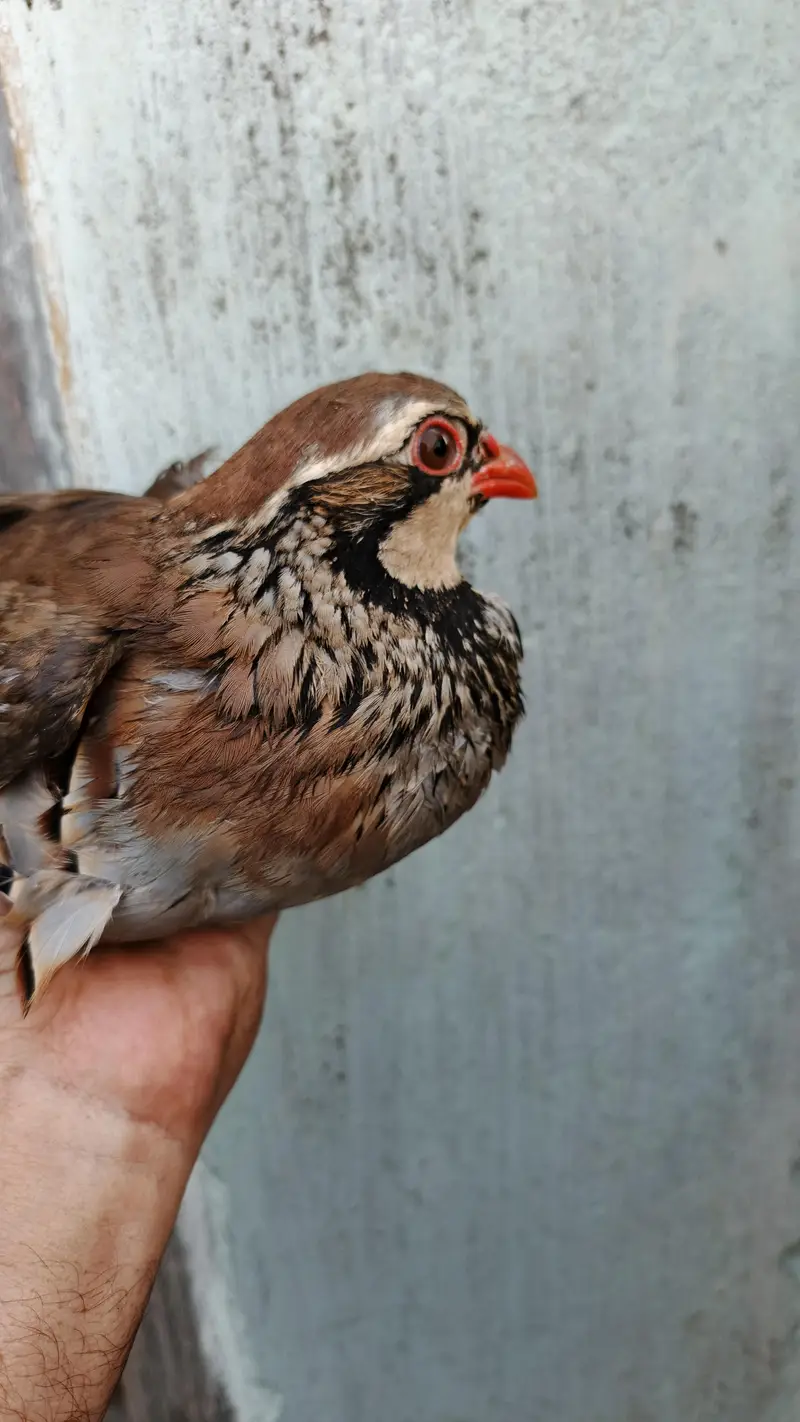 Masqat female chakor and French male chakor — photo 3