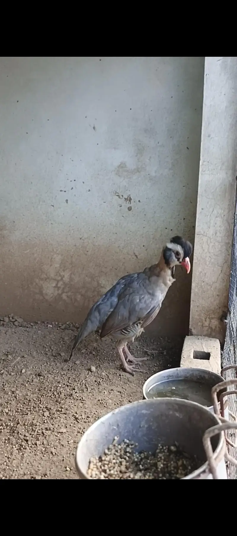 Masqat female chakor and French male chakor — photo 4