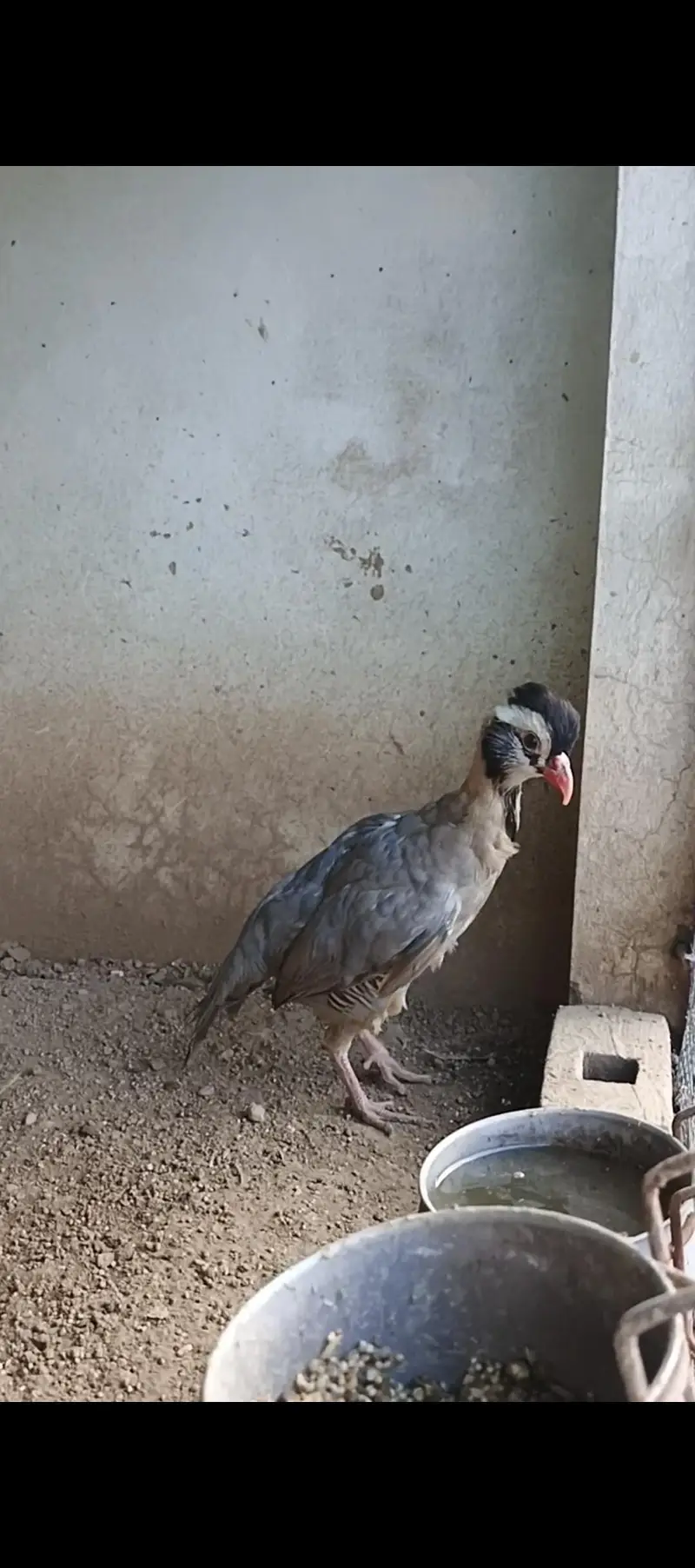 Masqat female chakor and French male chakor — photo 5