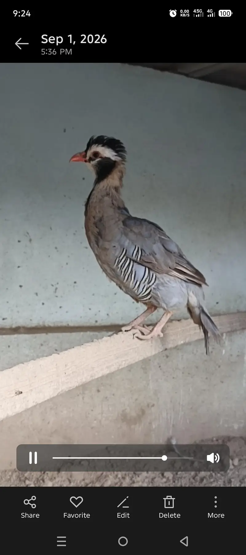 Masqat female chakor and French male chakor — photo 7