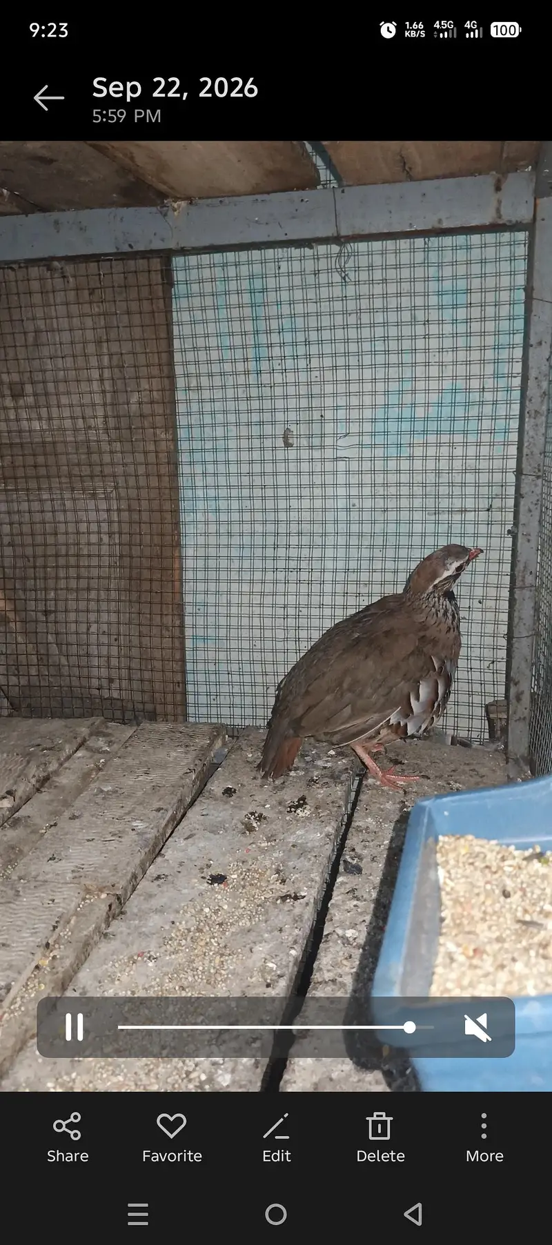 Masqat female chakor and French male chakor — photo 8