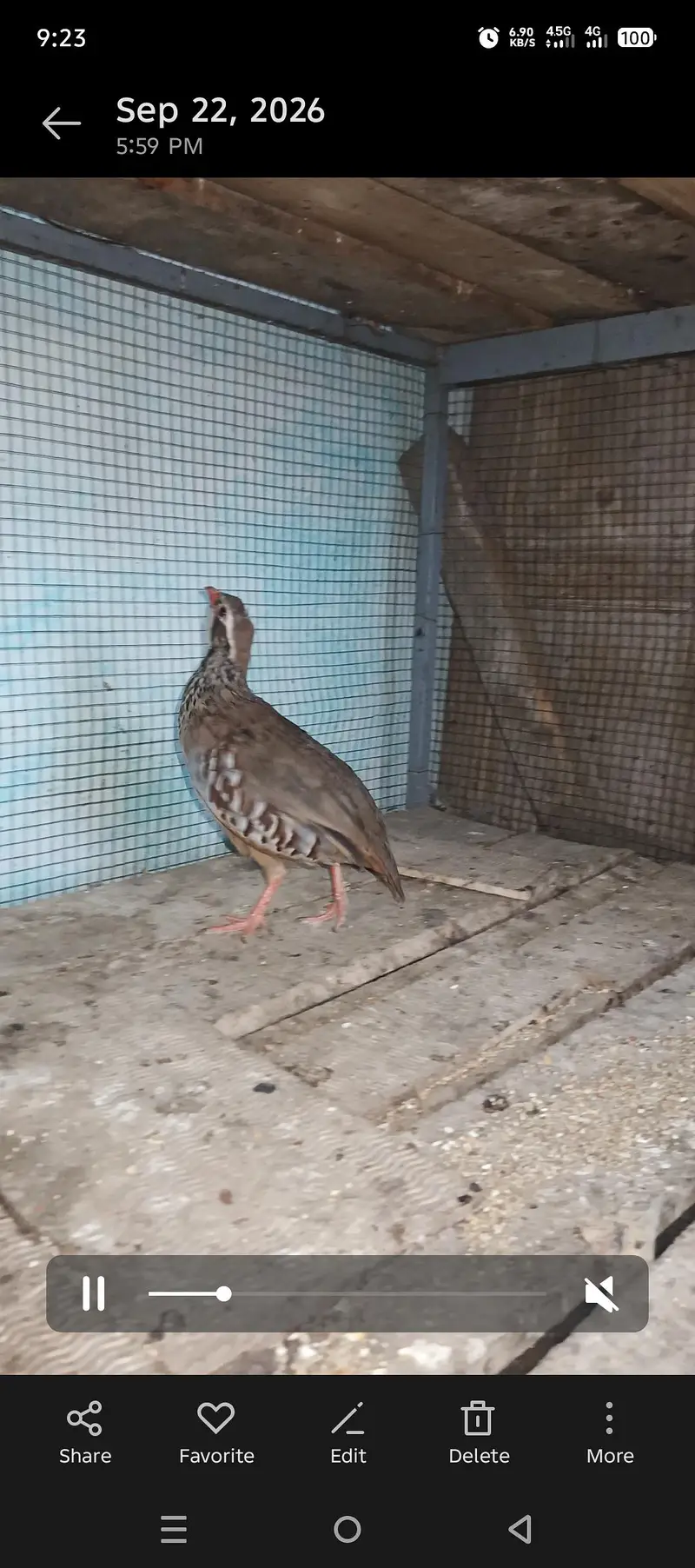 Masqat female chakor and French male chakor — photo 9