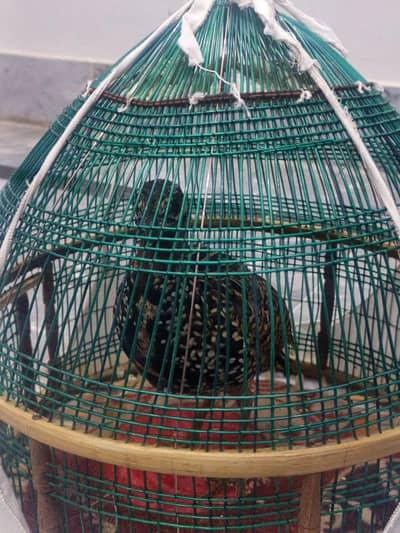 kala Patha for sale