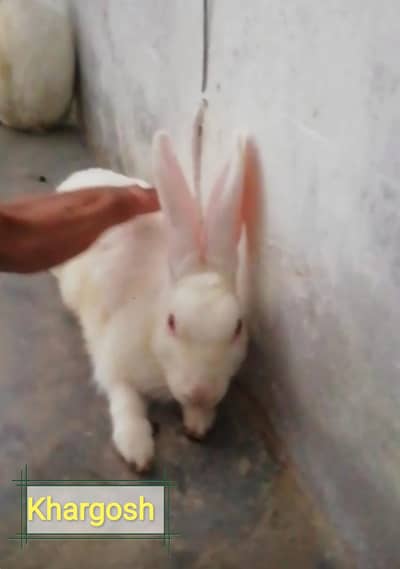rabbit