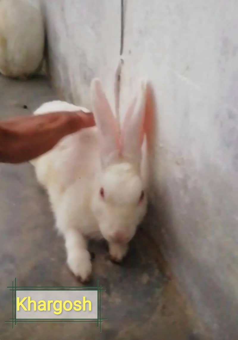 rabbit 0