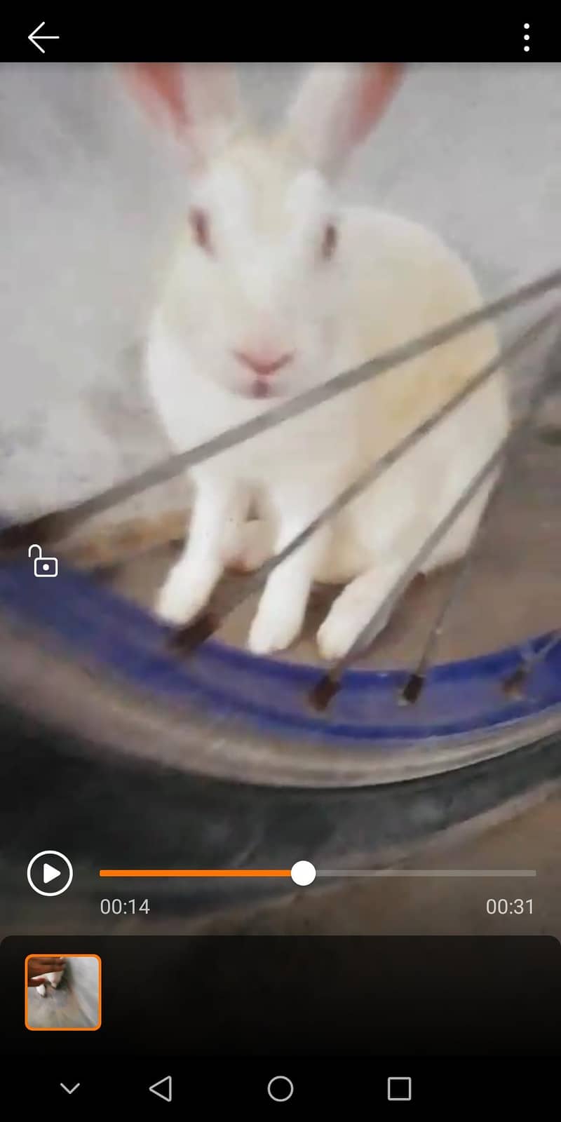 rabbit 2