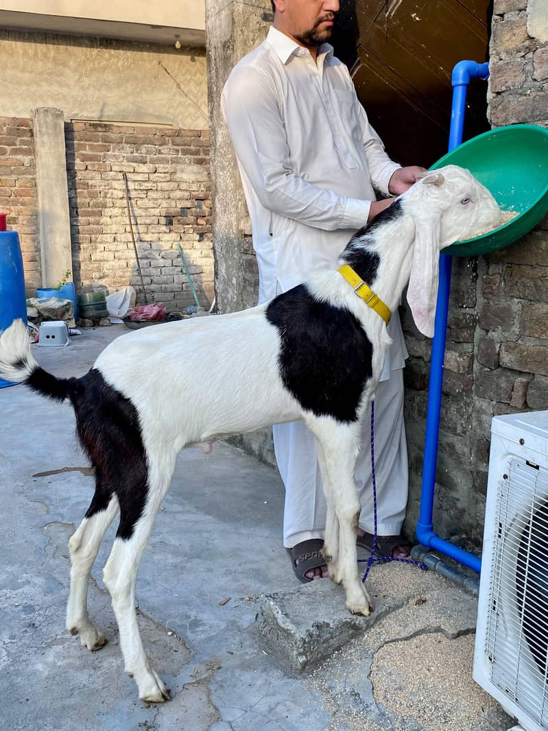 Kheera Bakra 0