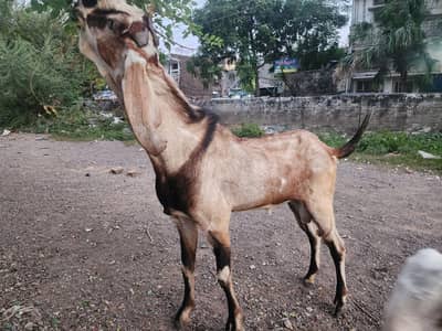 breeder bakra for sale