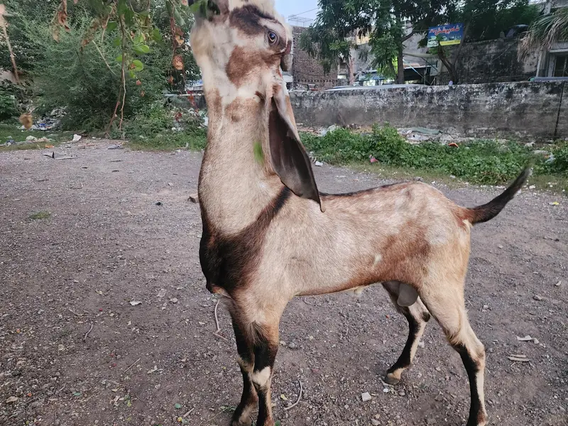 breeder bakra for sale — photo 2