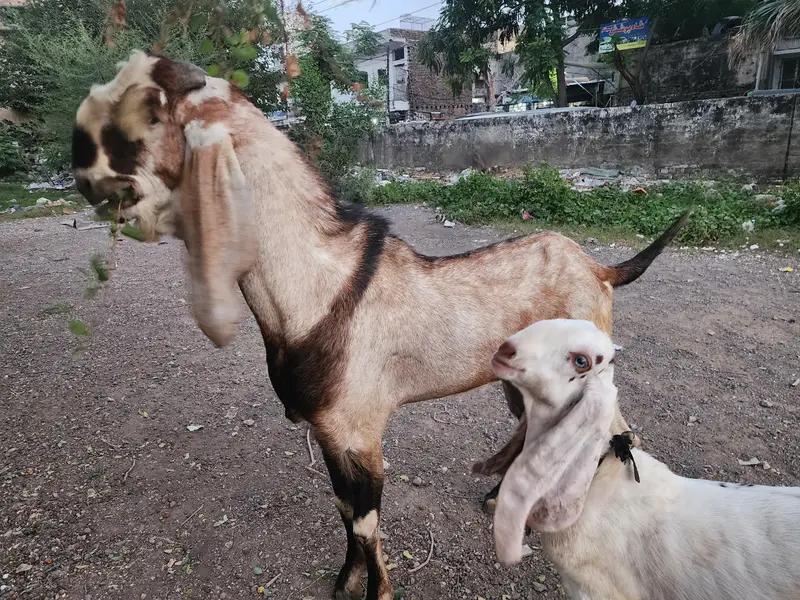 breeder bakra for sale — photo 3