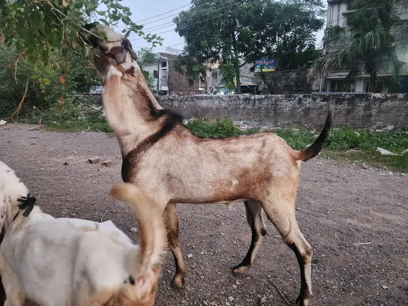 breeder bakra for sale — photo 4