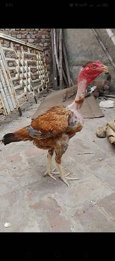 Gnoi Burmi Aseel Murgi