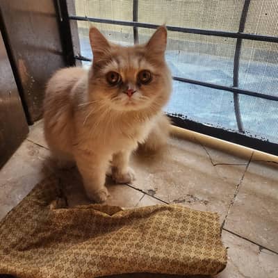 pure Persian cat double coat