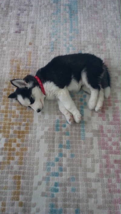 3-Month-Old Male Siberian Husky Available for Sale 