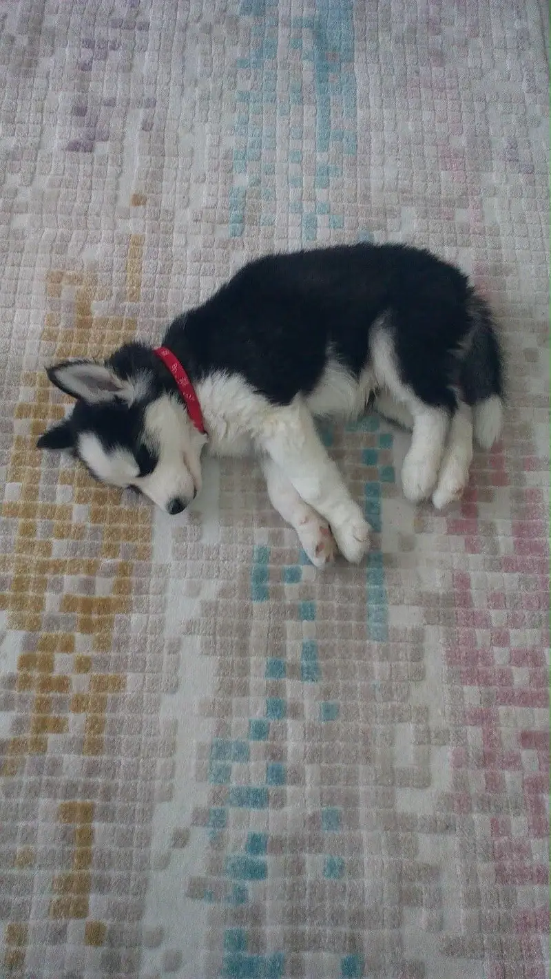 3-Month-Old Male Siberian Husky Available for Sale 
