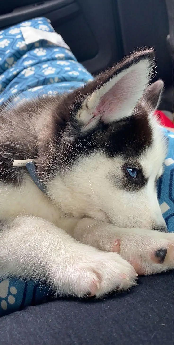 3-Month-Old Male Siberian Husky Available for Sale  — photo 2