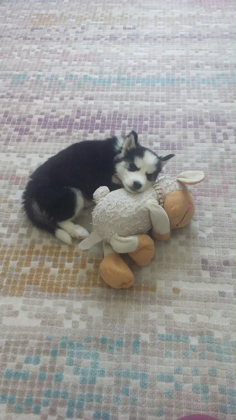 3-Month-Old Male Siberian Husky Available for Sale  — photo 3