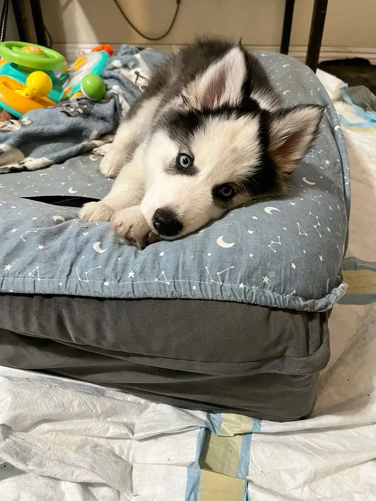 3-Month-Old Male Siberian Husky Available for Sale  — photo 4