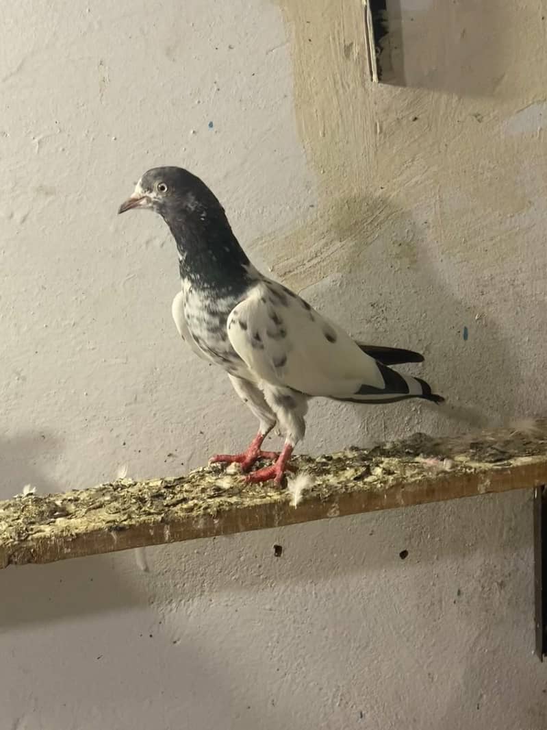Pigeons 7