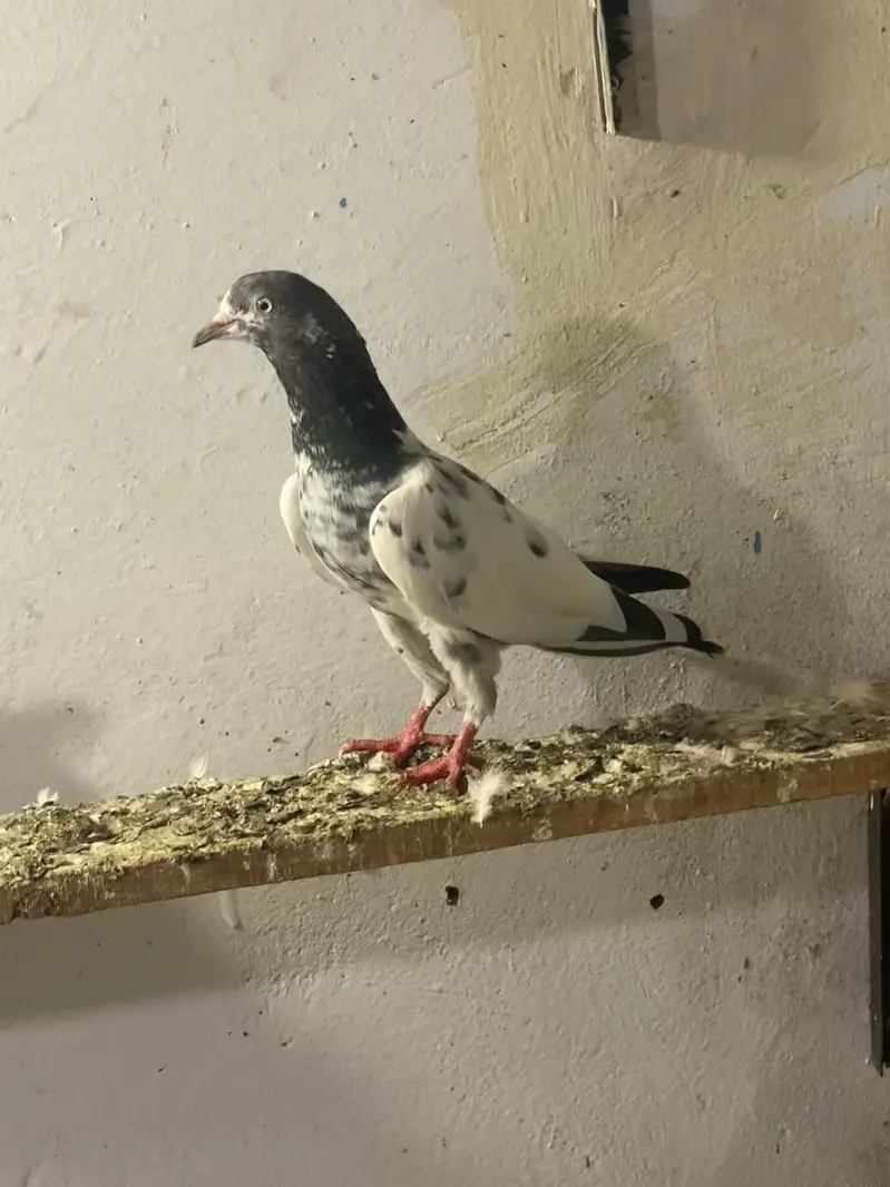 Pigeons — photo 8