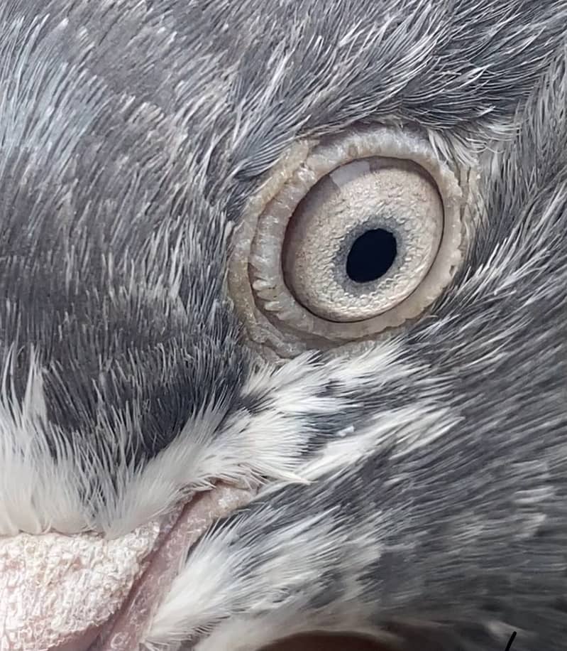 Pigeons 8