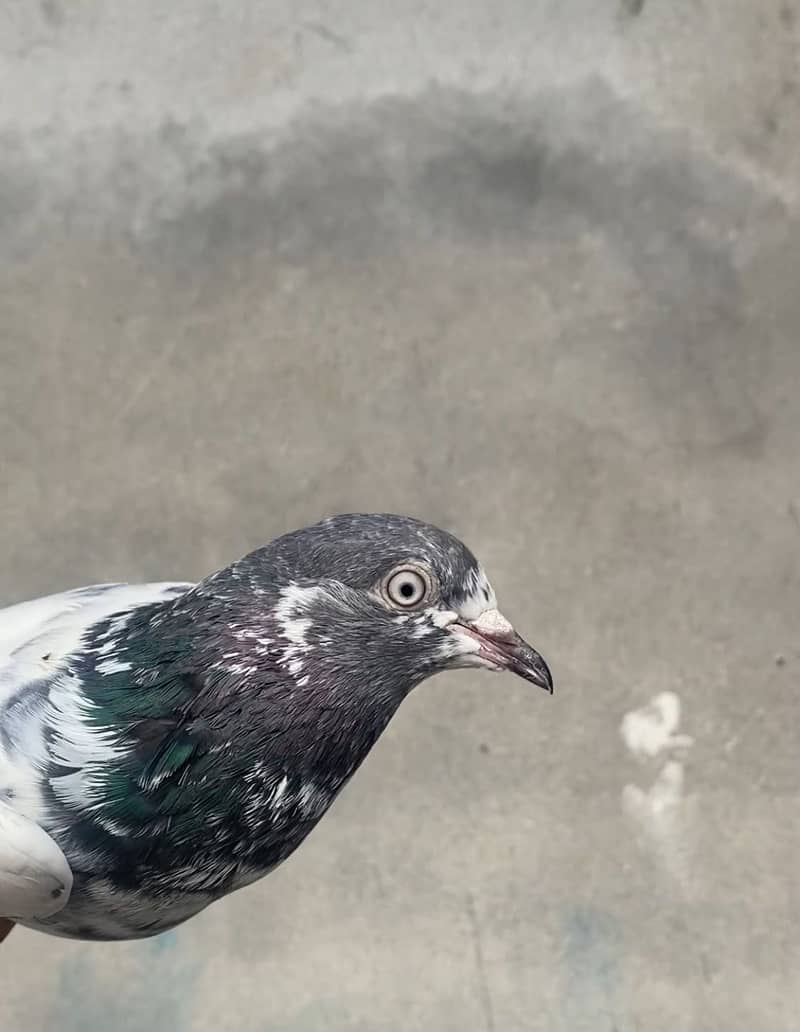 Pigeons 9