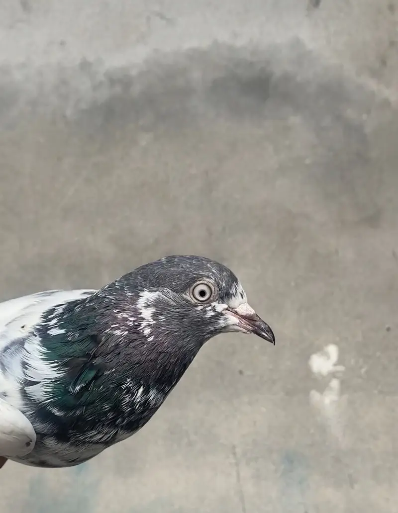 Pigeons — photo 10