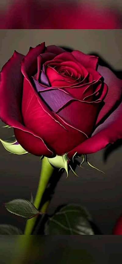 Usman 