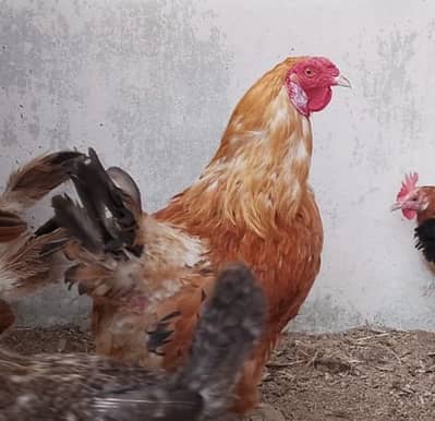 golden misri  hens and golden puff available
