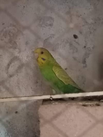 budgies 3 pieces 0314/3366/188 exchange possible