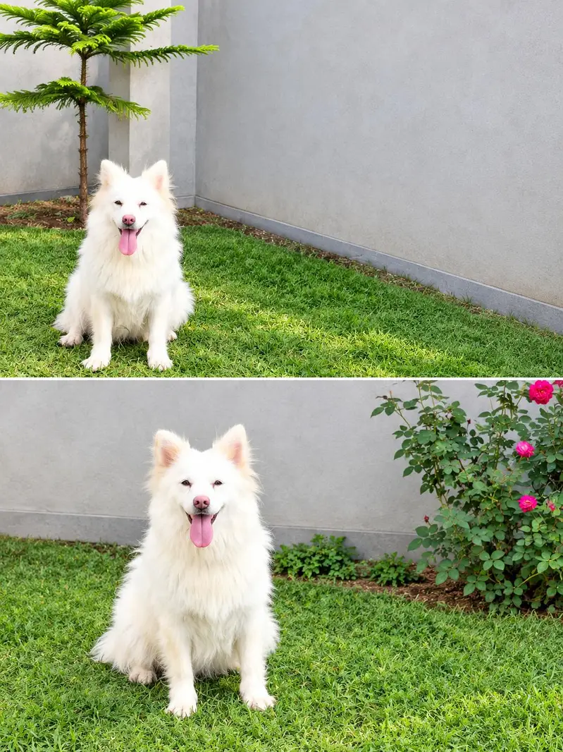Beautiful White Female Russian Dog for Sale