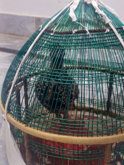 kala Patha for sale