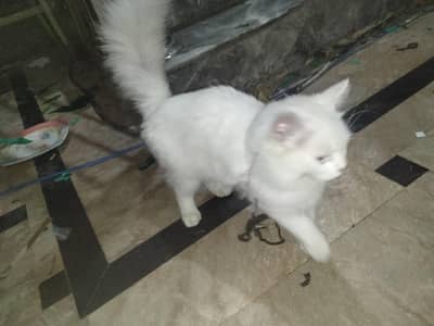 white Persian cat