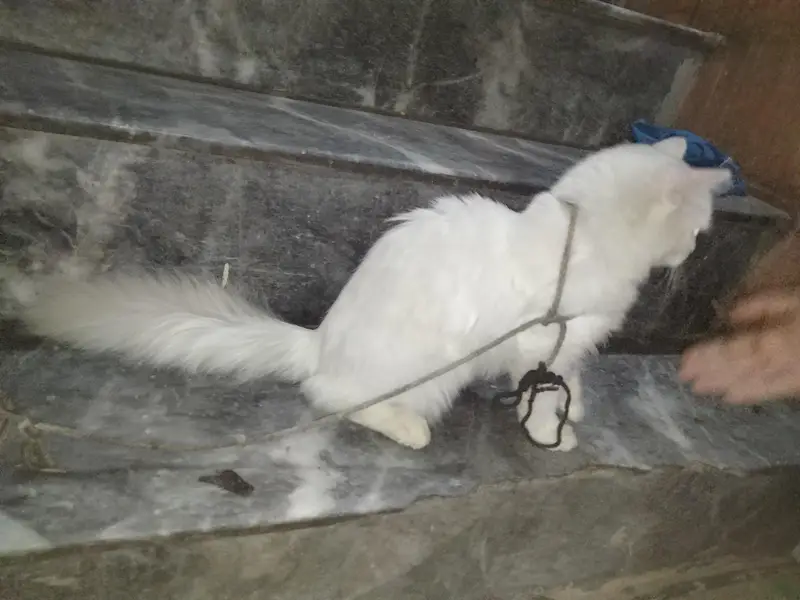 white Persian cat — photo 2